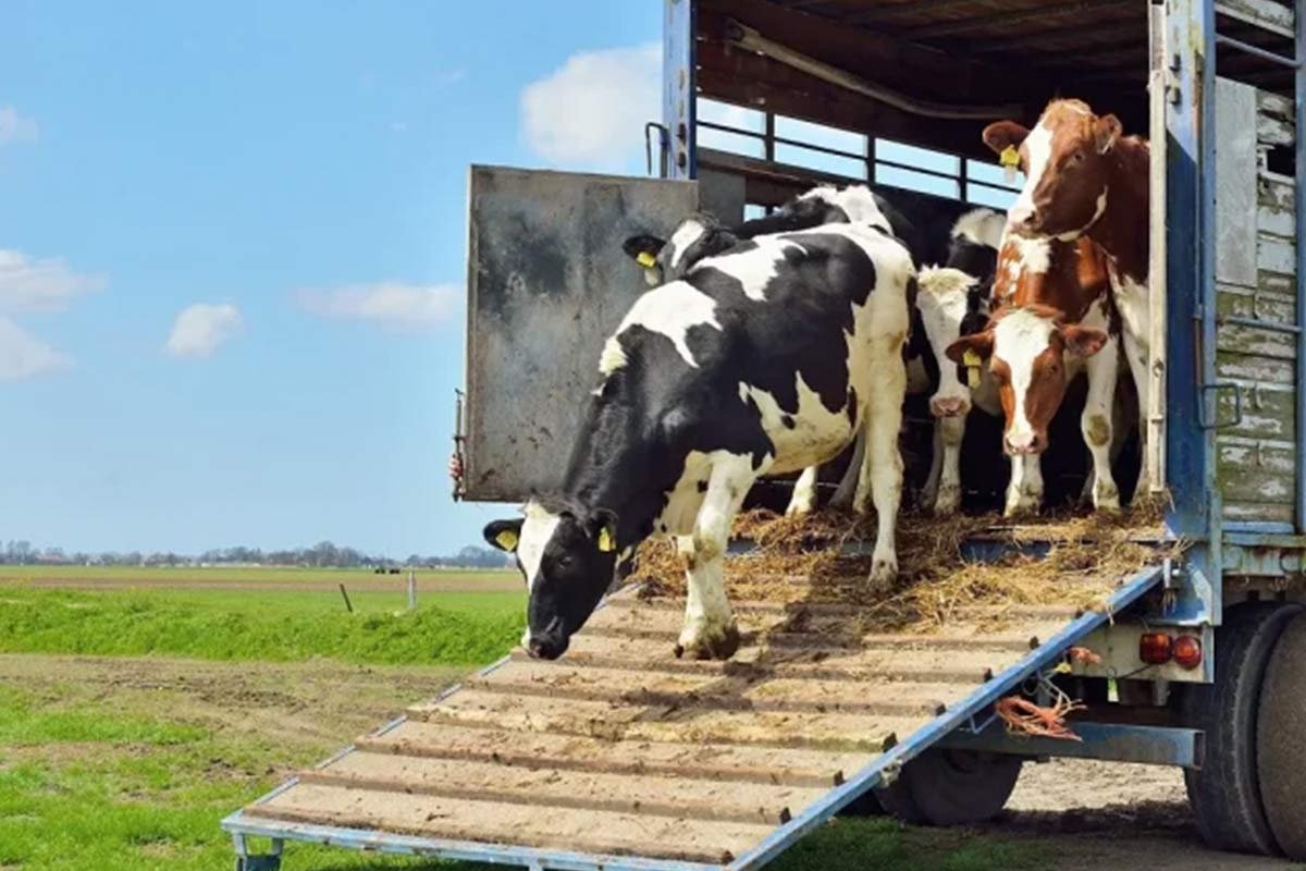 Animals Coming Out of the Truck