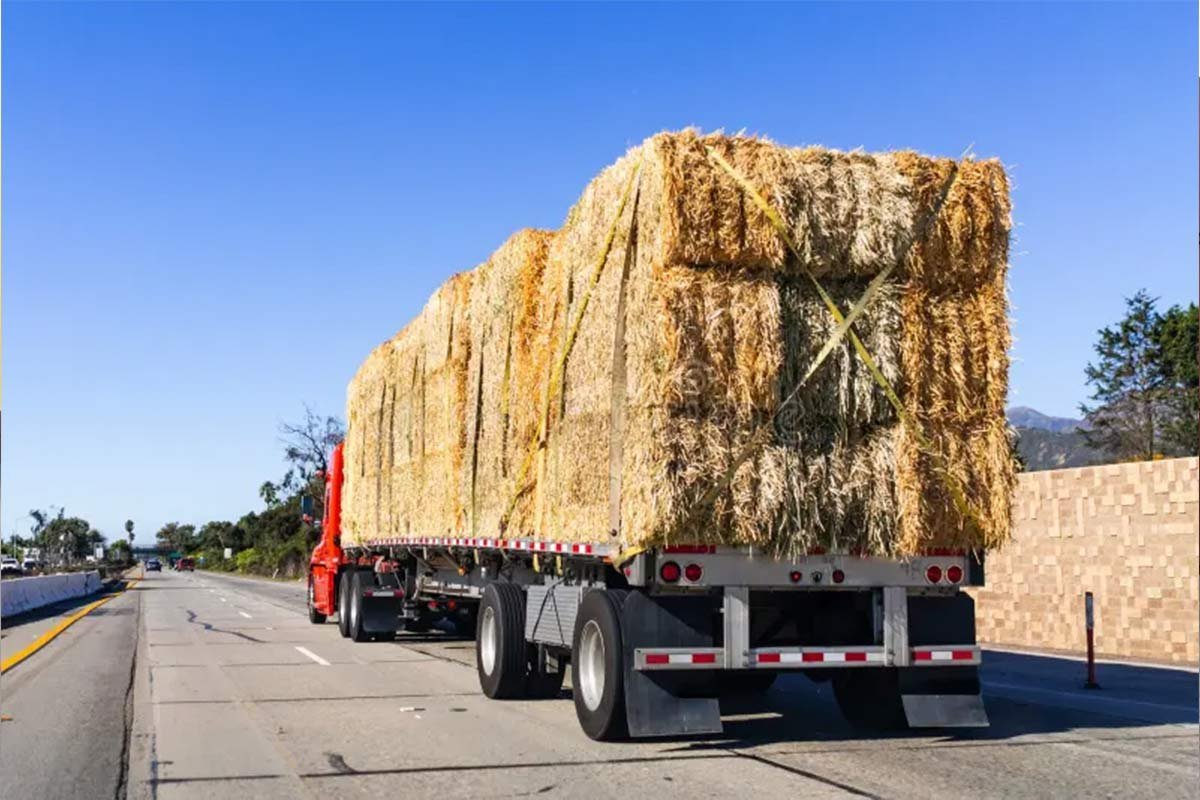 Emirates Way Cargo Truck Loaded with Fodder while moving on road
